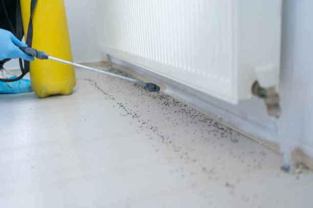 Professional Pest Control in Great River, NY
